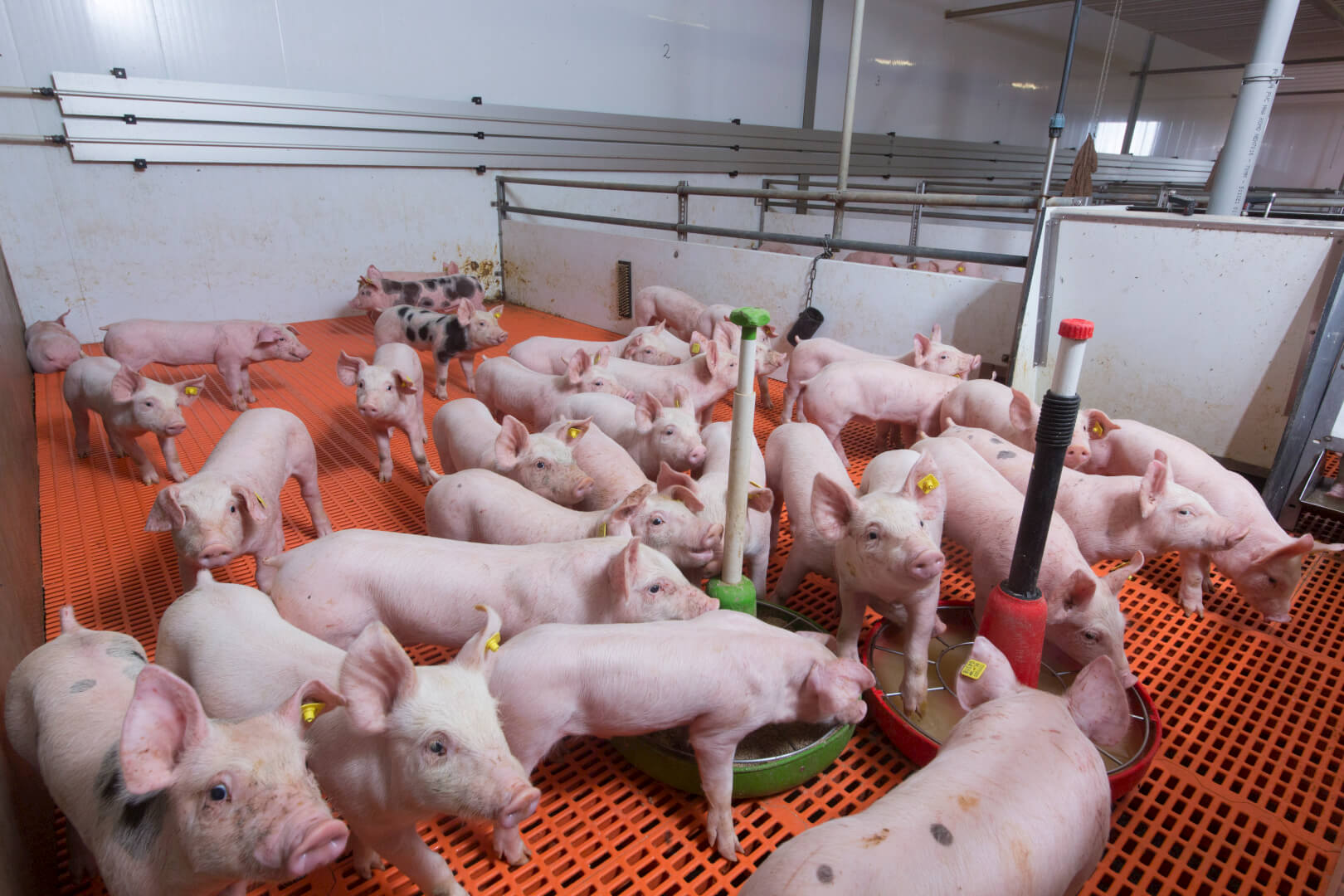 Verzekering+schade+PRRS+en+PED+in+VS