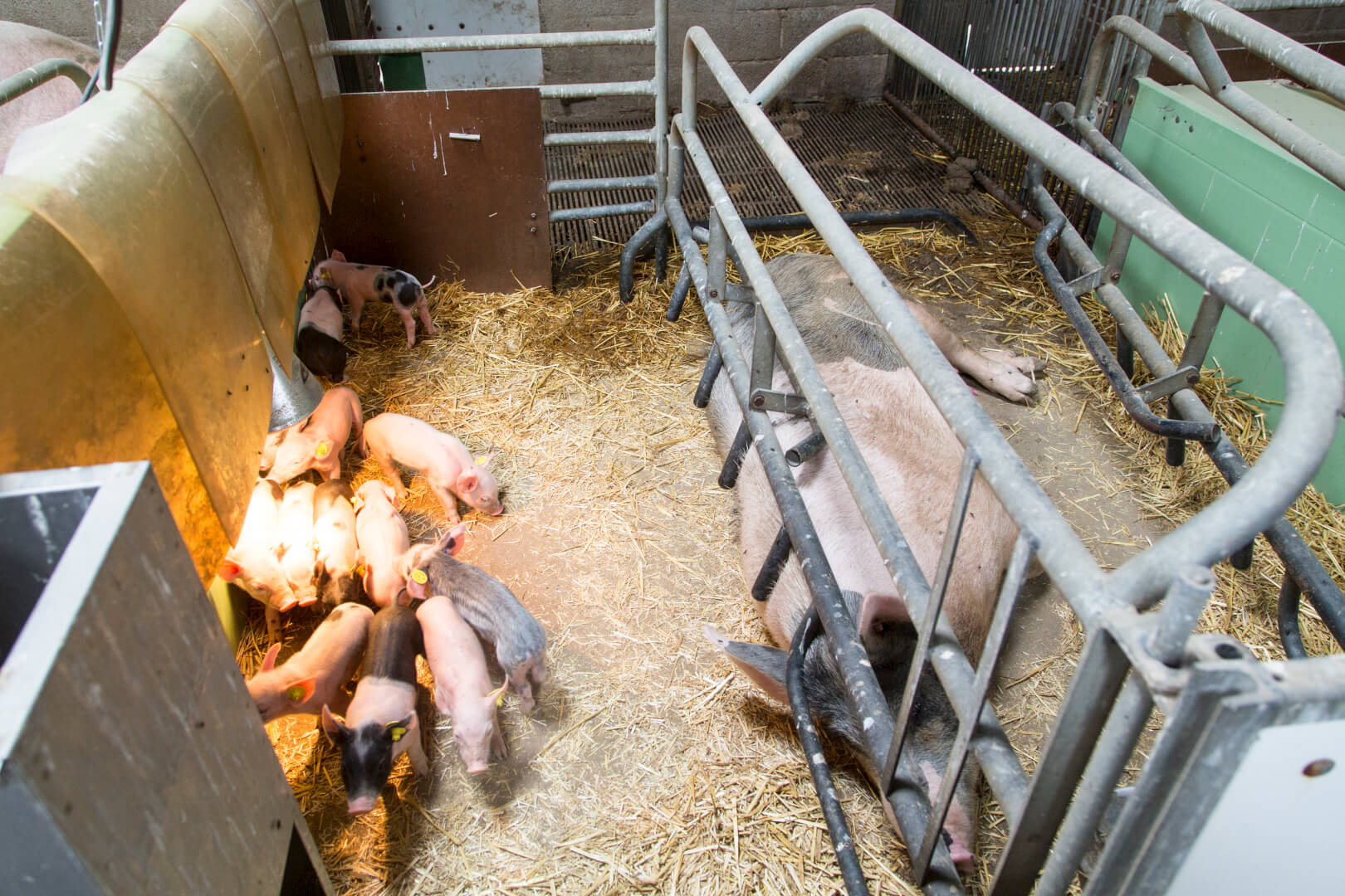 Een kraambox is nuttig om de zeug en haar biggen een rustige en comfortabele plek te geven.