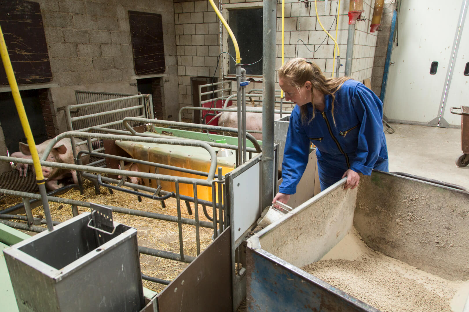 Francisca is het meest bezig in de kraamafdelingen. Ook het met de hand voeren van de zeugen en de biggen hoort bij haar werkzaamheden.