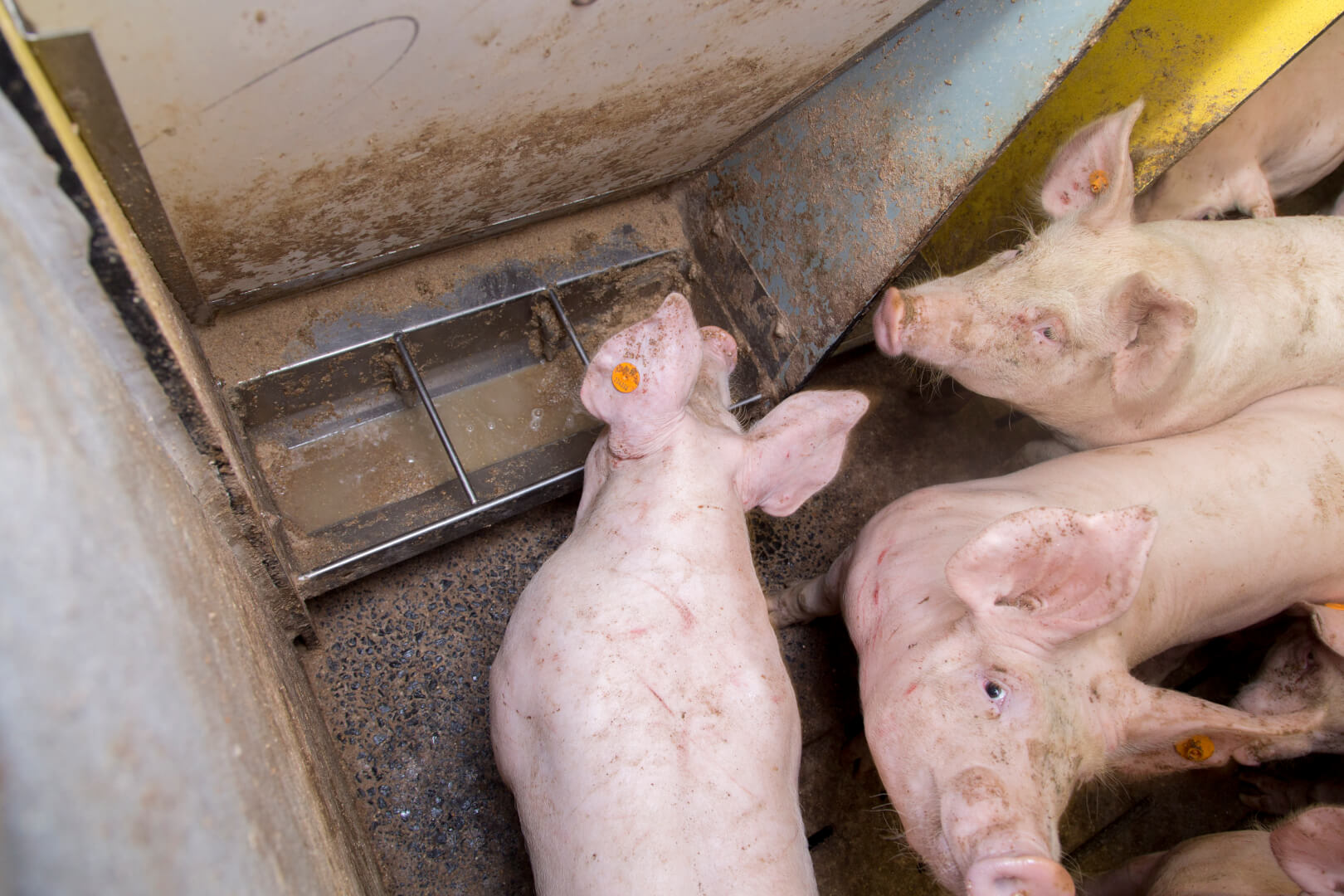 Een varken mag nooit teleurgesteld worden als die wil drinken of vreten. Gebeurt dat wel, dan kost dat groei. 