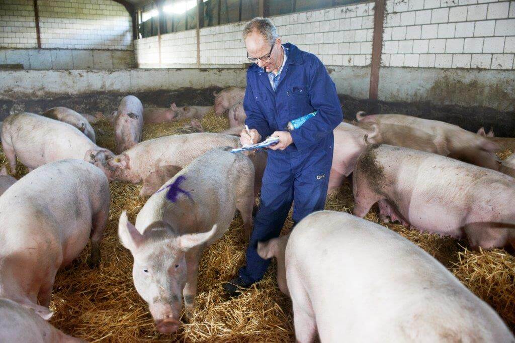 Is een zeug te schraal of te vet dan zet hij haar in een andere curve. Met het Premiumvoer zijn er veel minder schrale zeugen. Hij moet nu geregeld een zeug in de ‘vette’ curve indelen.