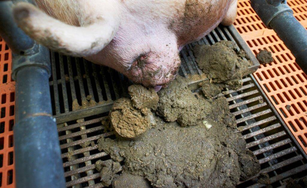 Eerste direct zichtbare voordeel van het Premiumvoer is dat mestkwaliteit veel beter is. Bij de zeugen die pas zijn opgelegd in het kraamhok is er geen stro meer zichtbaar in de mest.