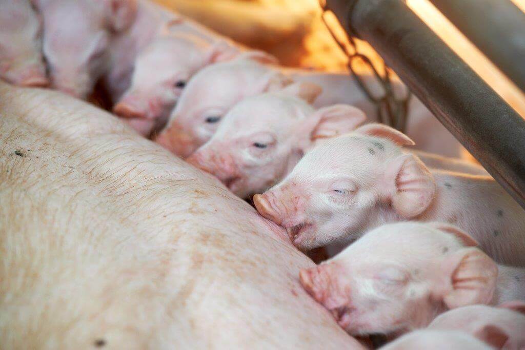 De uniformiteit van de pasgeboren biggen is verbeterd. “Door de grote tomen zijn de biggen niet zo heel groot, maar zodra ze een speen in de mond krijgen zie ik ze groeien.”