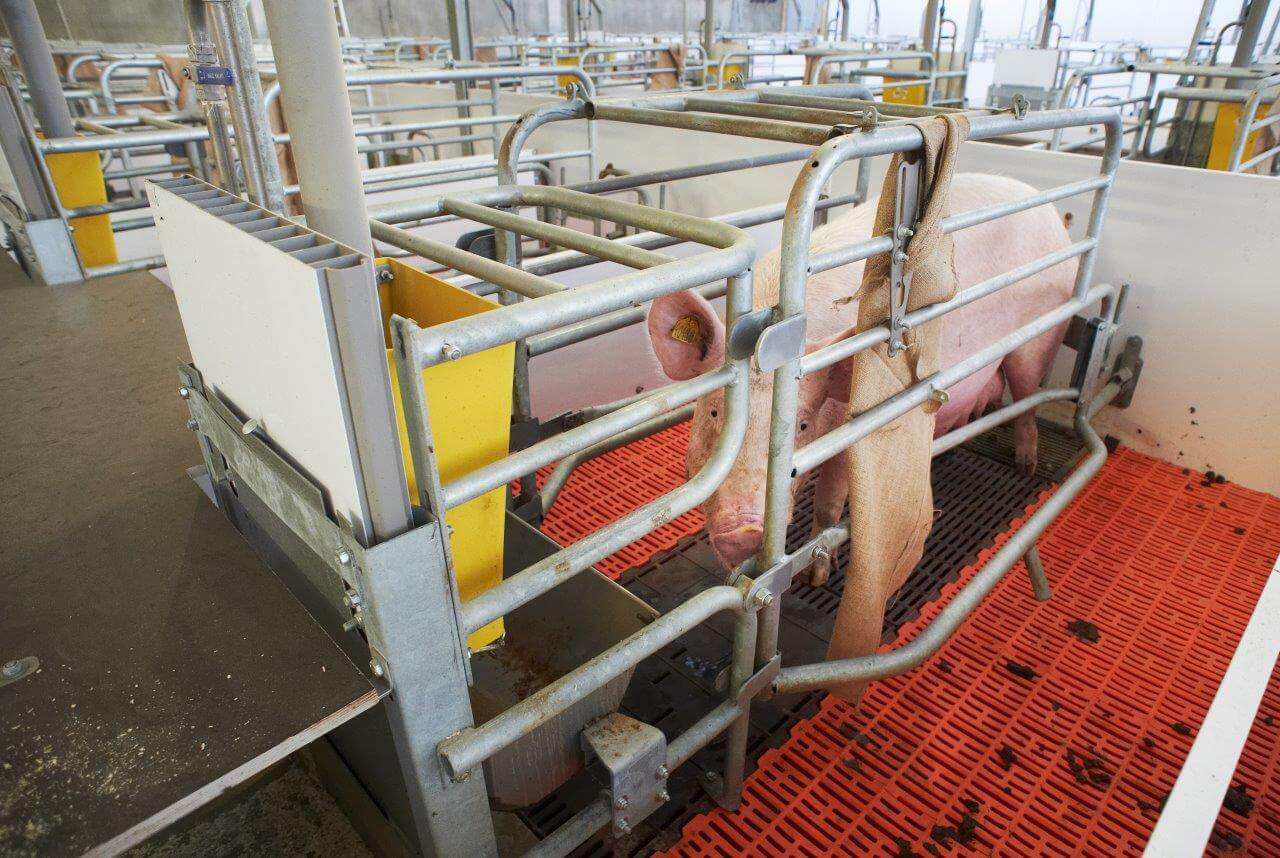 Omdat Dirks deelneemt aan het KDV-concept werkt hij onder meer met een jutezak in de kraamstallen. De biggen hebben een eigen onderkomen met microklimaat voor de kop van de zeug.