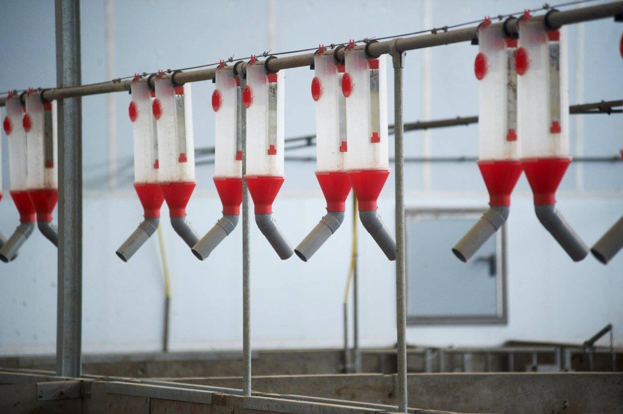 Via een eenvoudig systeem krijgen de drachtige zeugen hun porties voer op de dichte vloer.