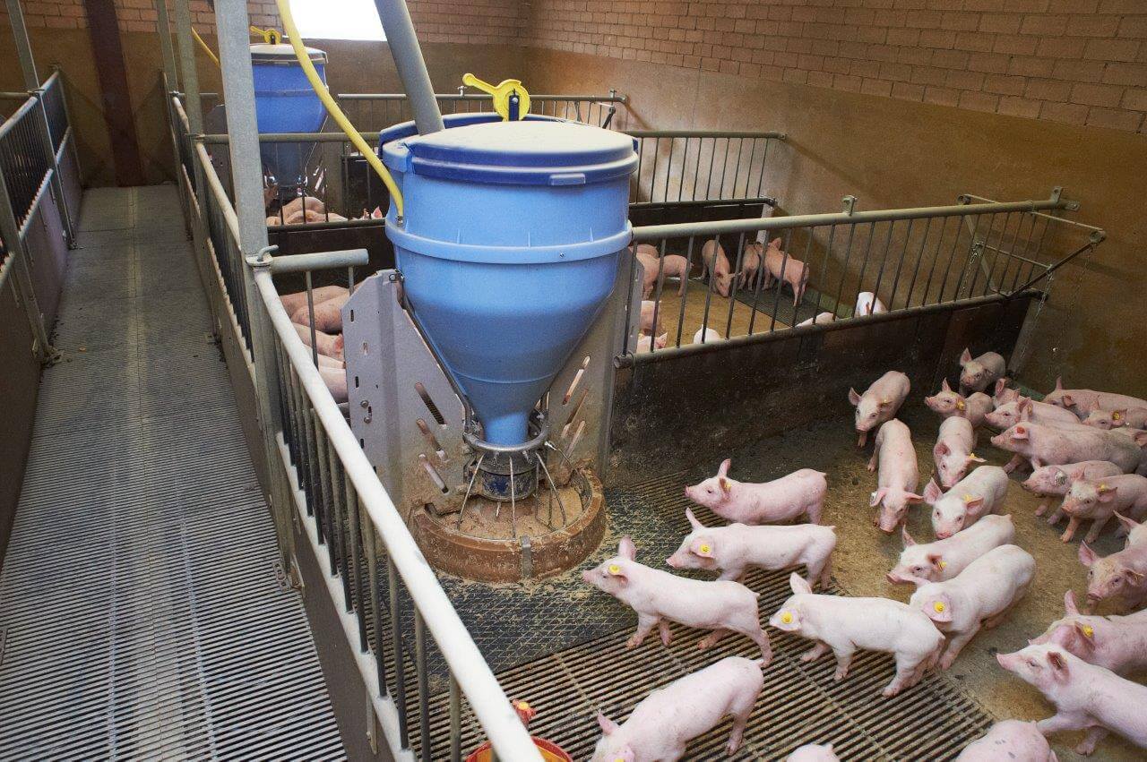 Deze voerbak met drie drinknippels en vijf vreetplaatsen per hok volstaat volgens Dirks prima. Gespeende biggen leren het draaimechanisme om voer te krijgen snel.