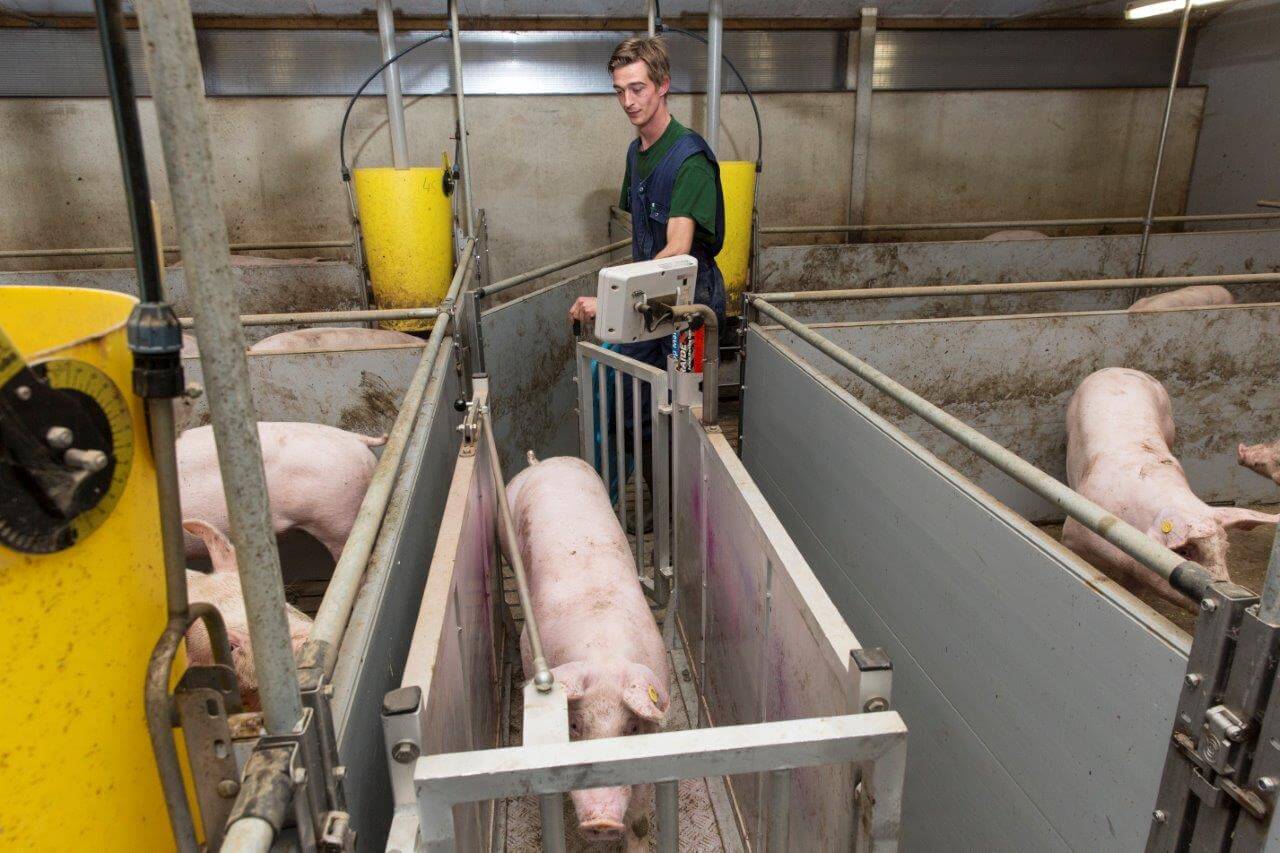 Om de twee weken weegt Wolswinkel alle dieren van drie geselecteerde hokken. Hiermee houdt hij de vinger aan de pols wat betreft gewichtsontwikkeling en de voercurve. Ook bij opleg en afleveren gaat elk dier door de weegschaal. Zo gaat er nooit één dier te licht of te zwaar naar de slachterij. De enkele te lichte dieren gaan naar een strostal en krijgen extra tijd om het juiste aflevergewicht te bereiken. Elk dier telt voor Wolswinkel. 