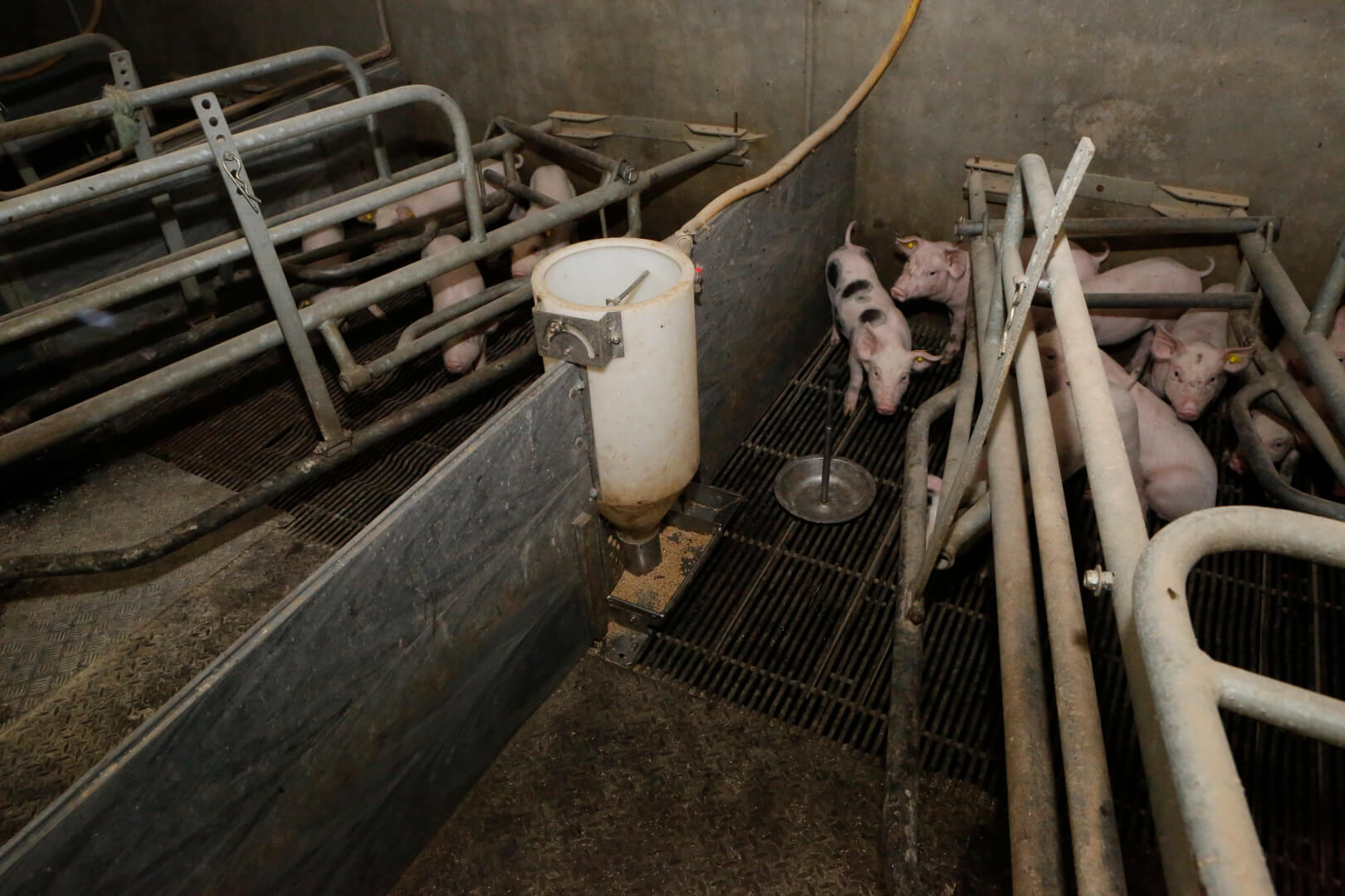 Van deze ronde feeder is Hilkens minder gecharmeerd. Vooral het afstellen van de voergift is stukken minder makkelijk en secuur , dan bijvoorbeeld de Start-up feeder. En als het afstellen lastiger si wordt het ook minder snel gedaan, zeker als je werkt met personeel.