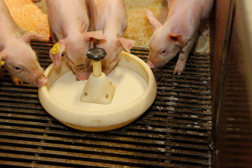 De biggen drinken geen grote hoeveelheden Yoghurt maar weten wel dat ze ook ergens anders dan bij de zeug eten kunnen vinden.