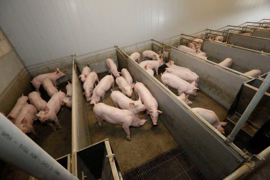 In de opfokstal liggen de gelten in kleine groepen. Ze vreten gewoon uit de droogvoerbak. Omdat ze al zo goed hebben leren vreten is het niet nodig om een extra voerbakje te plaatsen.