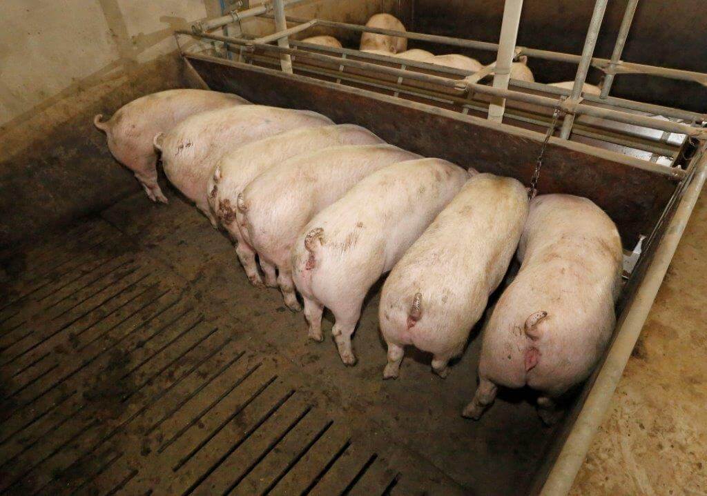 De gelten blijven door de goede start in het kraamhok en na spenen prima doorgroeien.