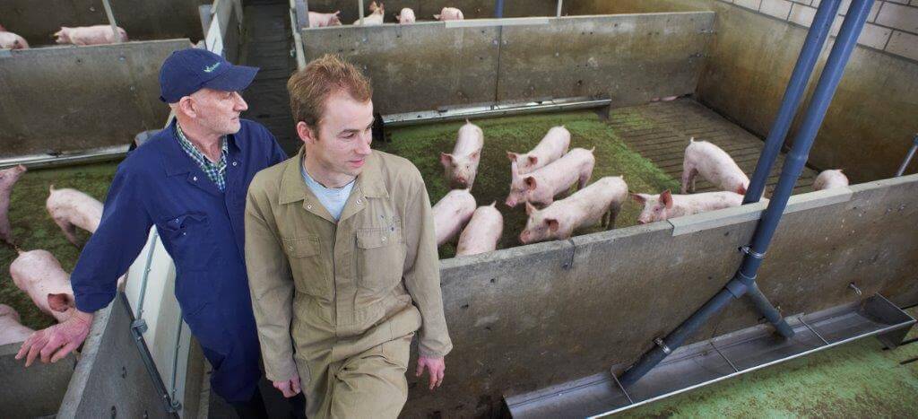 Hendrik en Peter Relou hebben in De Rips een bedrijf met 5.144 vleesvarkens. 