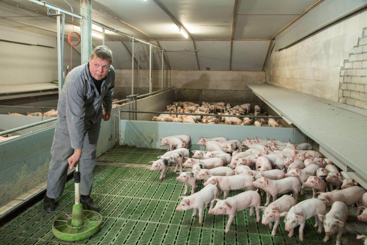 Na spenen wordt in elk hok een ronde voerkom bijgeplaatst en zo vaak mogelijk handmatig gevuld met speenbrijvoer. Hier wat extra tijd in investeren loont volgens Veijer. Overvoeren kun je biggen niet op de dag van spenen. En vreten ze op dag twee na spenen allemaal dan verloopt het opfoktraject bijna vanzelf.