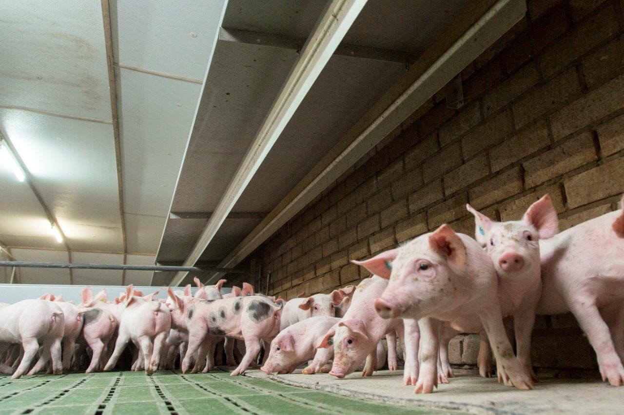 Een droge beschutte plek helpt mee aan een vliegende start van de opfok.