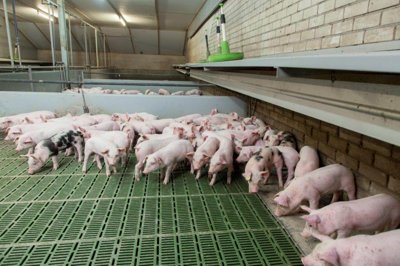 Aan de buitenzijde van elk hok is een strook dichte vloer gemaakt. De overkapping met daaronder deltabuizen zorgen voor plaatselijk comfort.