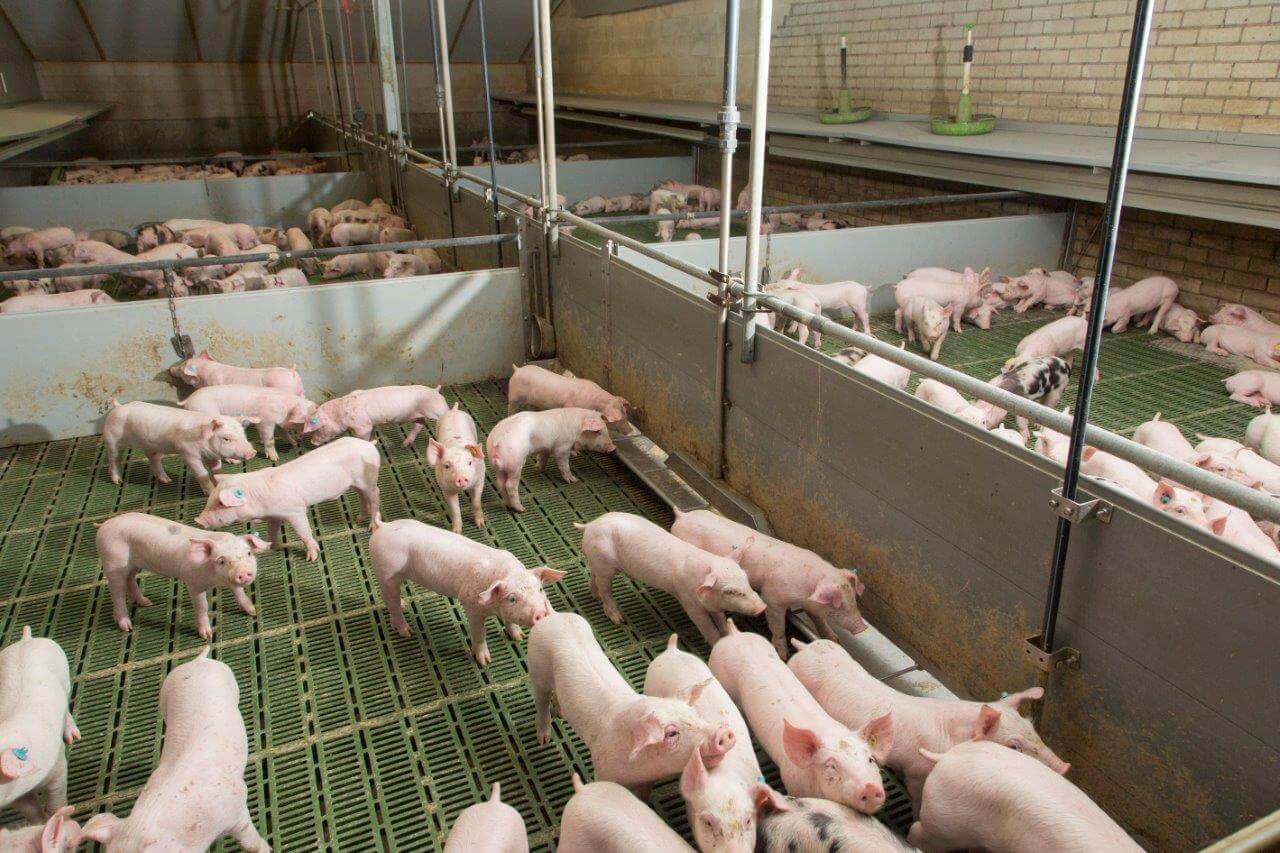 Een overzicht van de opfokafdeling zonder controlegang. Om de beren en de gelten te controleren moeten medewerkers tussen de dieren door lopen.