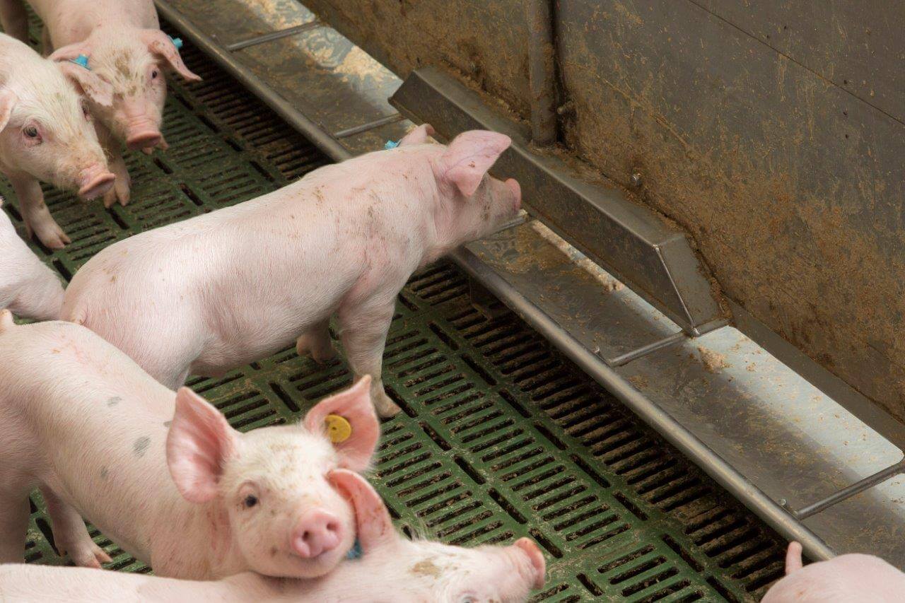 De trog is leeg en de de eerste hongerige speenbig staat al te wachten op de brij.