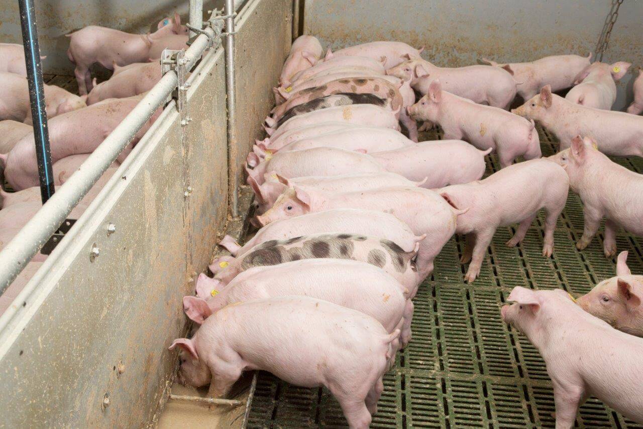 Deze biggen zijn 3 dagen eerder gespeend. Vijf keer per dag krijgen ze een veilig speenrantsoen.