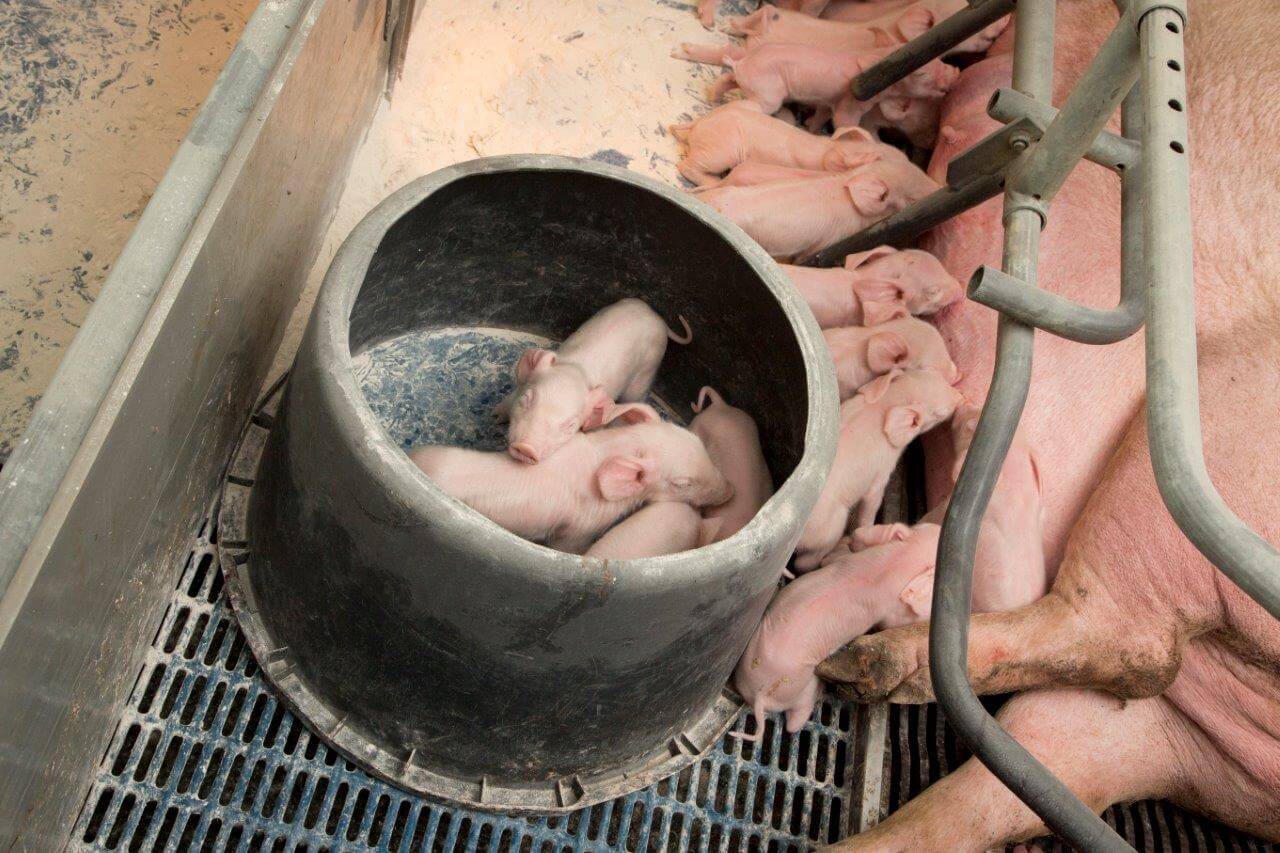 De eerste levensdag blijven biggen bij hun moeder, ongeacht de toomgrootte. Om de biest goed te verdelen worden de eerste en zwaarste biggen tijdelijk apart gezet.