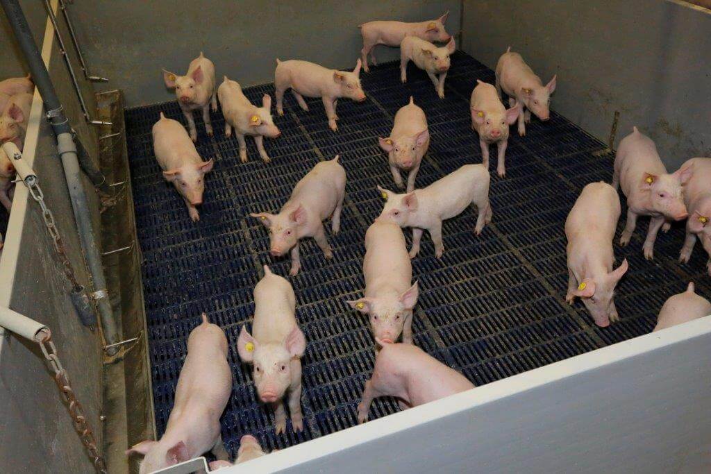 De gespeende biggen hebben volop ruimte in de hokken. Ze krijgen brijvoer, net als de vleesvarkens.