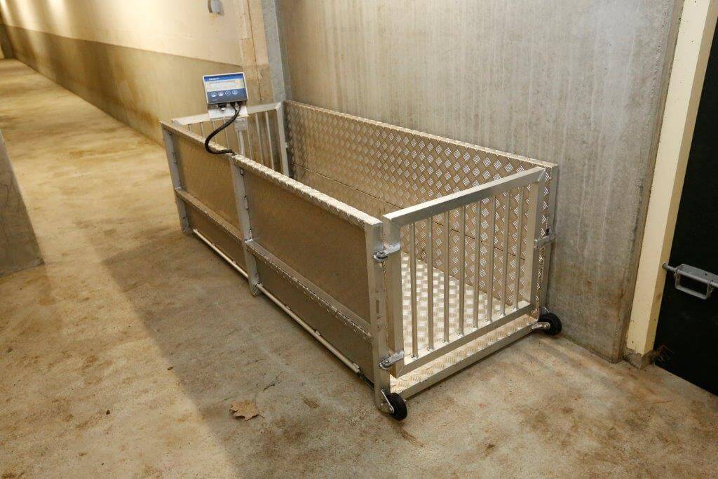 De weegbrug is vooral in gebruik om de biggen bij opleg in de vleesvarkensstal te wegen.