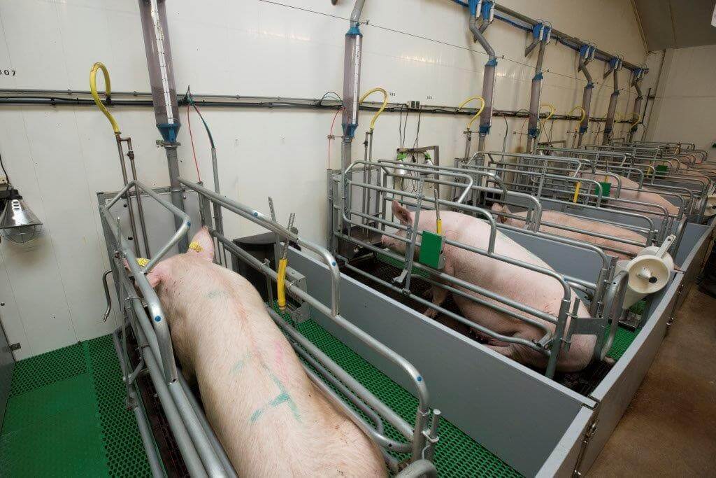 De zeugen zijn zojuist opgelegd in de schone kraamstal. De bewegende vloer is nog niet in gebruik.