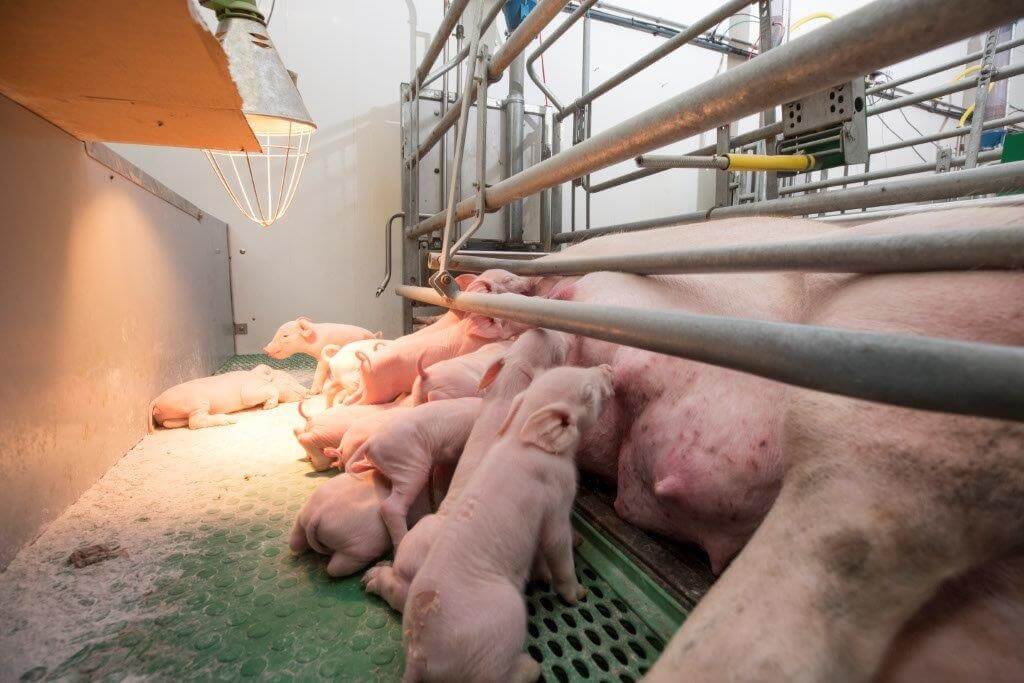 Druijff experimenteert of een afdekking boven het biggennest werkt. Het hoeft maar een paar dagen en wordt toch vuil, dus het hoeft geen permanente afdekking te worden.