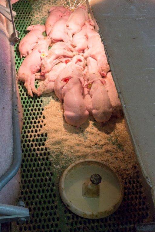 De biggen krijgen eerst melk bijgevoerd daarna krijgen ze vast voer via de voerbakjes in de afscheidingen.