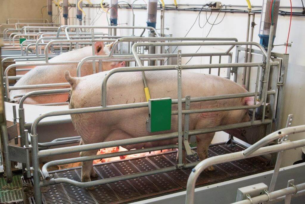 De bewegende vloer voorkomt doodliggen van de biggen grotendeels.