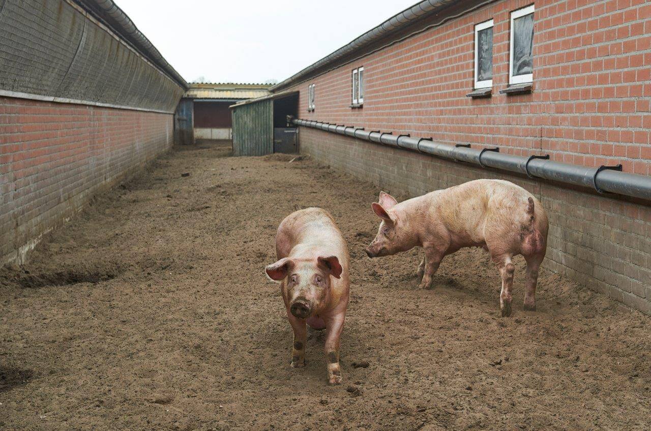 De ziekenboeg beindt zich tussen twee stallen. HEt is een grote open zandvlakte met een hutje. De varkens hebben het in de buitenlucht goed. Ook krijgen dieren met bijvoorbeeld een breuk de kans om toch slachtrijp te worden. 