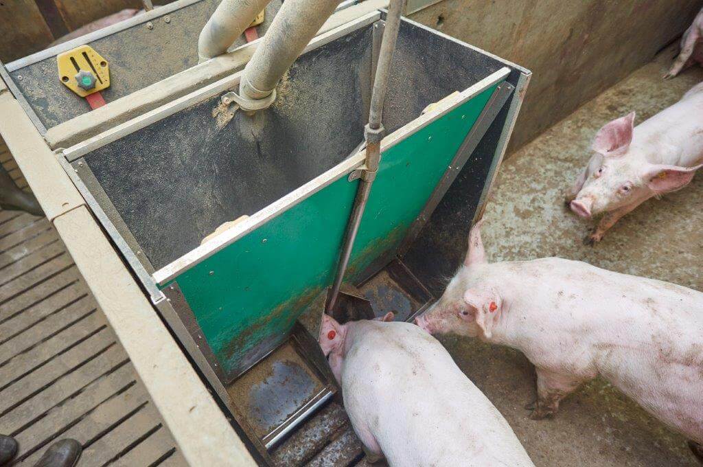 Door de goede scheiding met de drinkbak blijft het voer droog.
