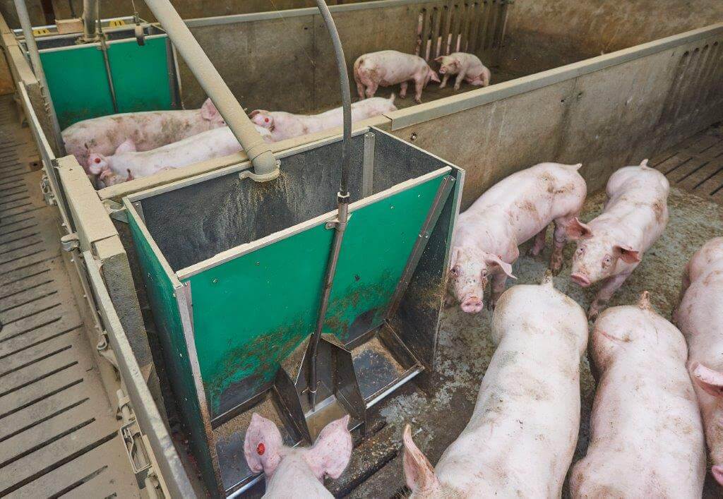 In ieder hok staat een Drowaco met twee vreetplekken en een drinkplek.