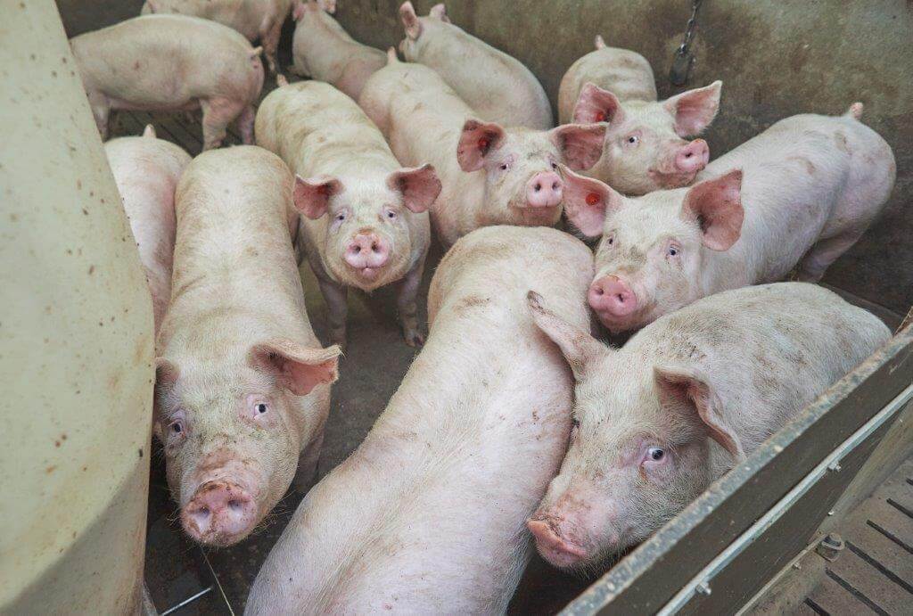 De vleesvarkens groeien aan beide voersystemen prima.