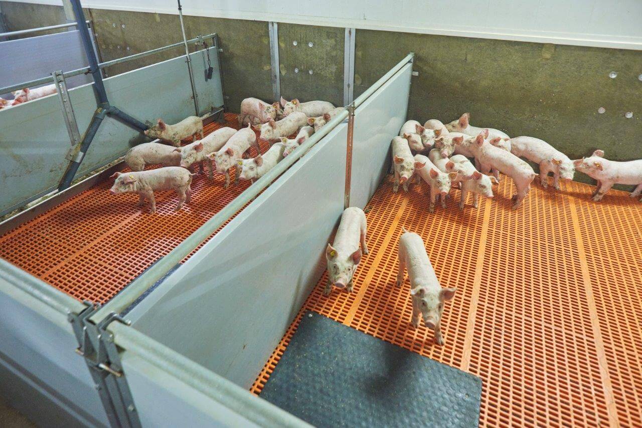 Biggen worden op aantal opgelegd en niet geselecteerd op gewicht of sekse. Biggen die vlot gaan vreten trekken de anderen mee, is de redenering van Erik. De hardste groeiers gaan er het eerste uit. Borgen en gelten komen vervolgens ook bij elkaar in hokken in de vleesvarkensafdeling terecht.