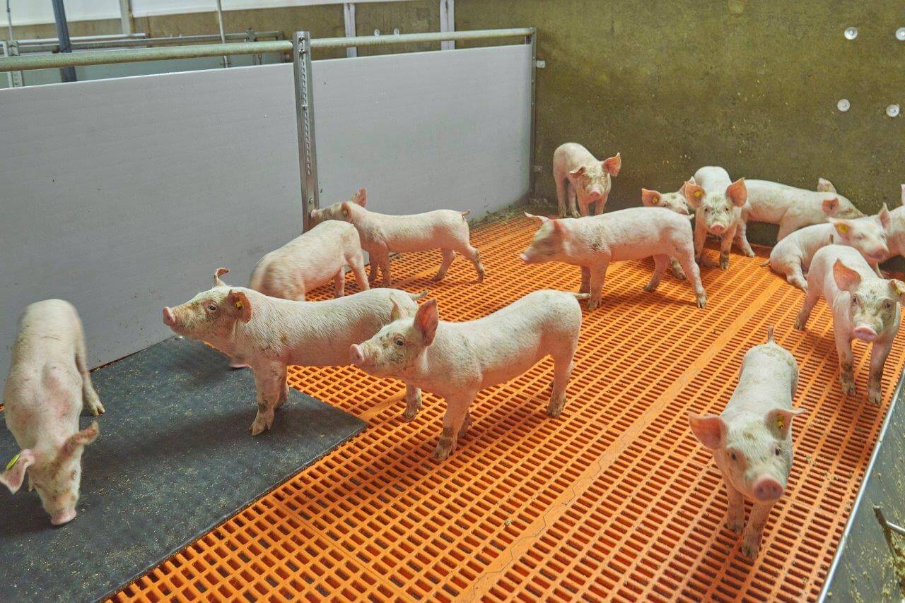 Als ventielen sissen dan weten biggen al snel dat het voertijd is. Na opleg krijgen biggen tussen de porties brijvoer ook nog handmatig droogvoer verstrekt. Dit doet Van Lipzig twee dagen. Zo krijgt hij alle biggen het snelst aan het vreten en wordt de speendip geminimaliseerd.