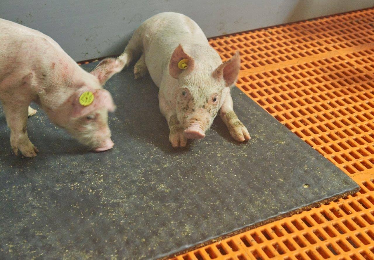 Dat stukje ligcomfort wordt meteen benut door de Tempo-biggen.