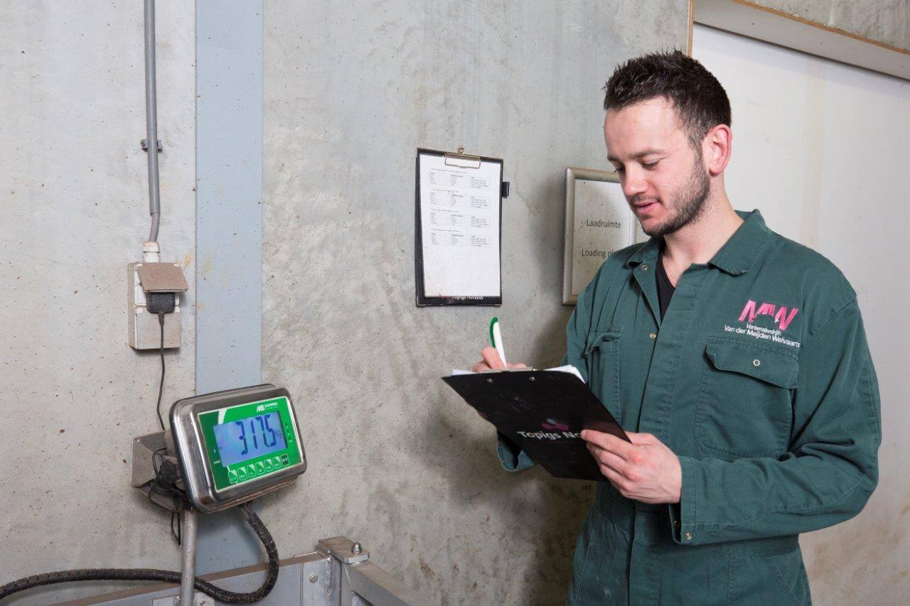 Ricky Machielsen noteert de gewichten van zeugen op zijn werklijst. Een wekelijks terugkerend ritueel. 