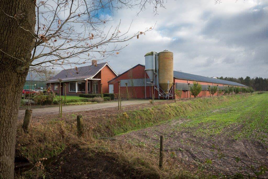 Op zijn bedrijf in Ossendrecht zijn 620 zeugen aanwezig. De gespeende biggen liggen op een andere locatie.