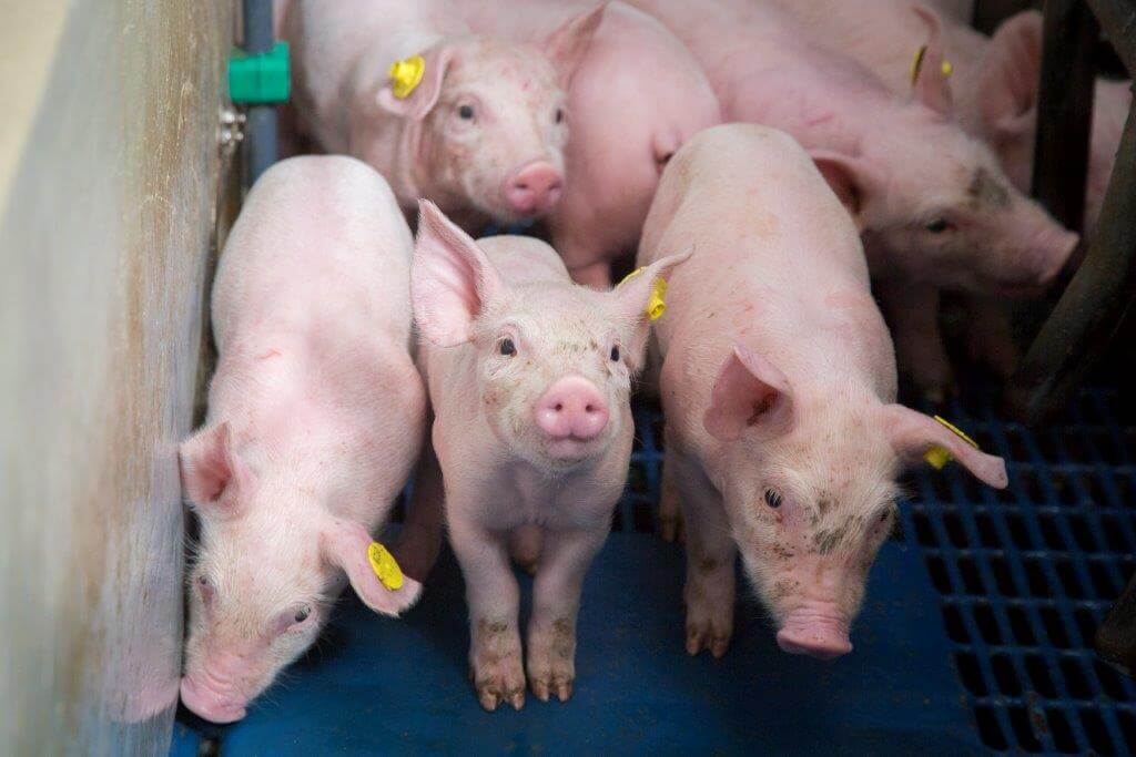 De biggen groeien in het kraamhok goed van de melk van de zeug en de bijvoeding en zijn daardoor beter voorbereid op het spenen.