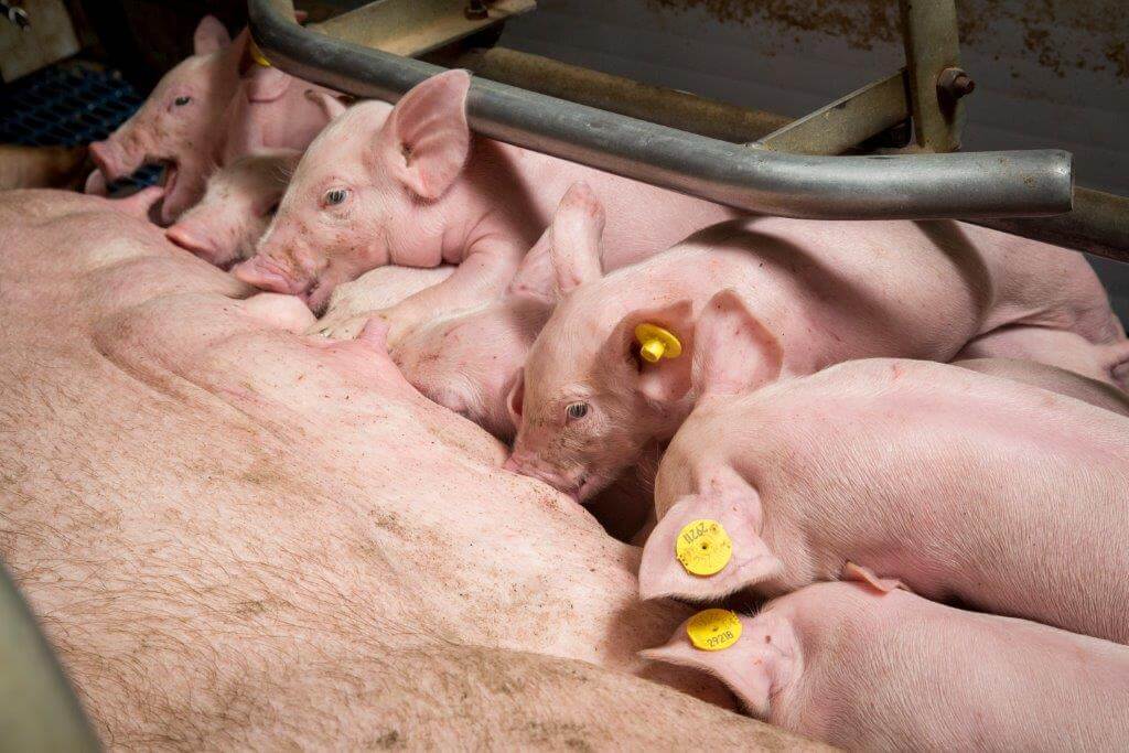 De melk van de zeug is de belangrijkste voeding voor de biggen. De eerste dagen voert Wim daarom dunne melk bij, om de biggen te leren eten, niet omdat ze daarvan moeten groeien.