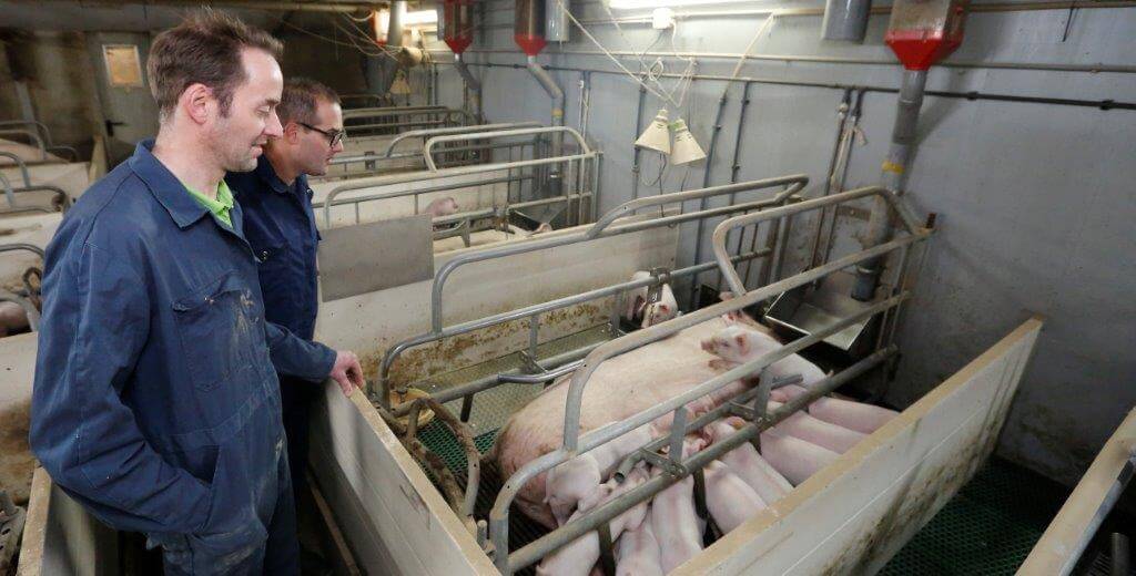 In goed overleg met Wilco Bos is vorig jaar het voeding van de zeugen over de hele linie aangepakt. De zeugen krijgen in het kraamhok nu maximaal 8,5 kilo voer.