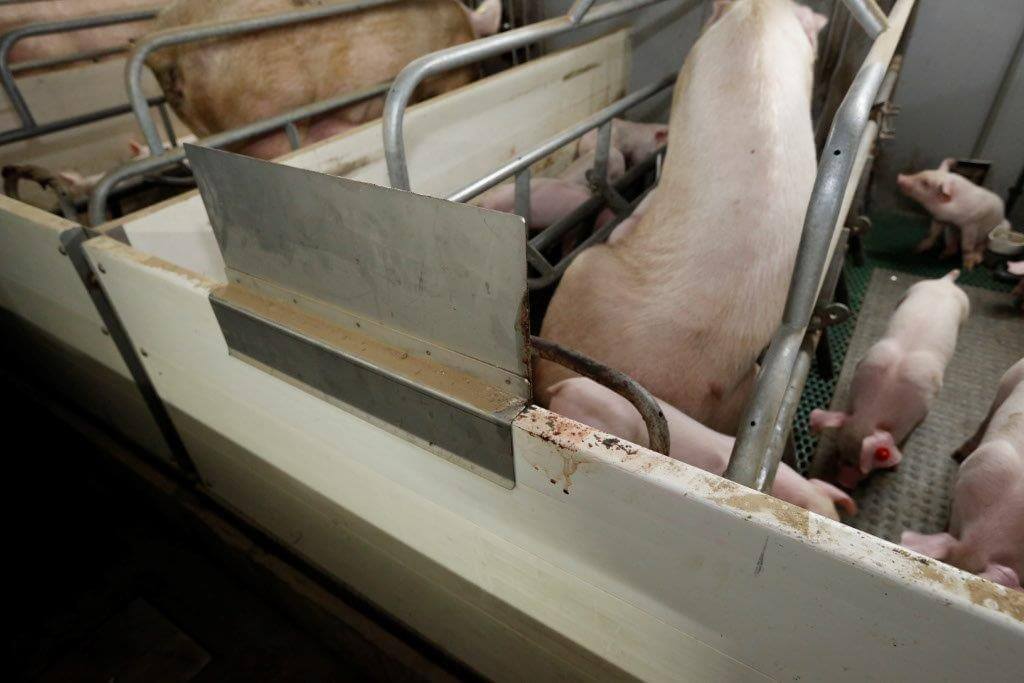 Bij sommige zeugen komt er een spatplaat op de hokafscheiding die voorkomt dat de gang vuil wordt.