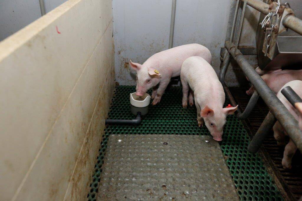 Het cupsysteem is niet meer in gebruik voor melk. Wel voor drinkwater. Dat werkt goed, de biggen drinken er snel uit.