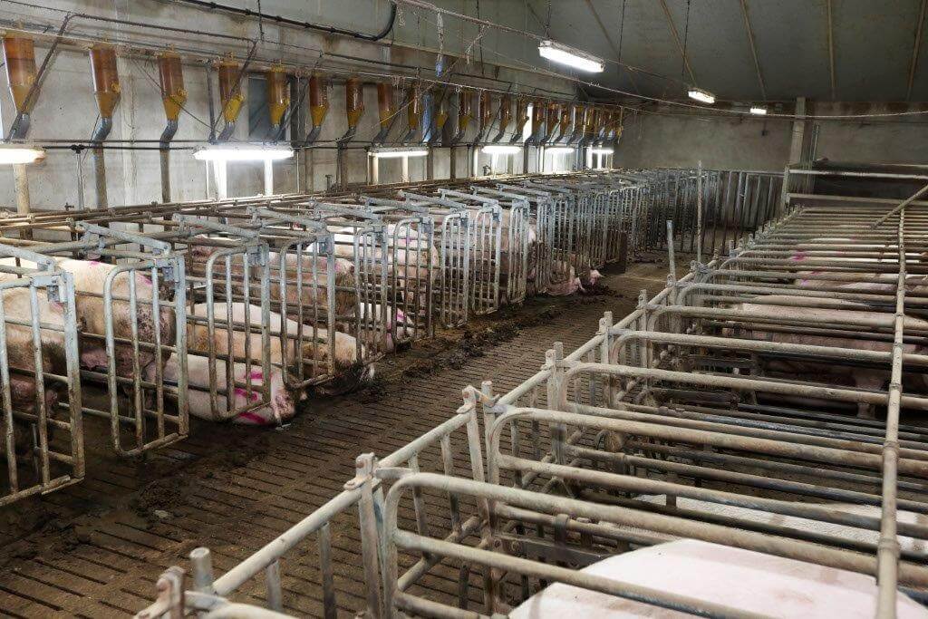 In de inseminatiestal krijgen de zeugen nu volop flushvoer. Zoveel als ze op kunnen, wat betekent tot 4,5 kilo per dag.