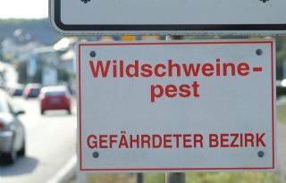 Afrikaanse+varkenspest+laat+zich+niet+beteugelen+in+Duitsland