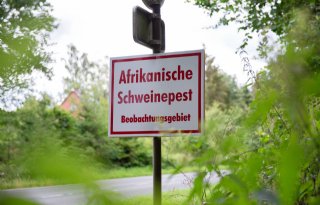 Eerste AVP-uitbraak in 2025 bij Slowaakse varkens