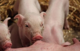 Costi+in+Fijnaart+wint+Agroscoopbokaal+Varkens+2024
