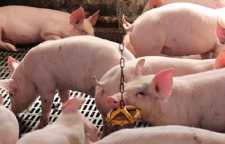 T%C3%B6nnies+en+Westfleisch+lopen+uit+op+collega%27s+door+vertrek+Vion