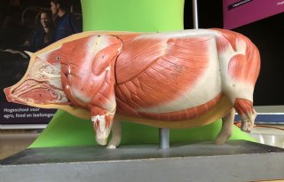 Chinese+doorbraak%3A+eerste+varkenslevertransplantatie+bij+mens