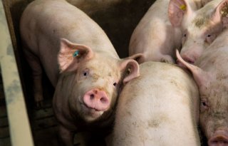 Voorstel+bijdrage+Diergezondheidsfonds%3A+tarieven+voor+varkens+omlaag